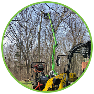 tree surgeons essex
